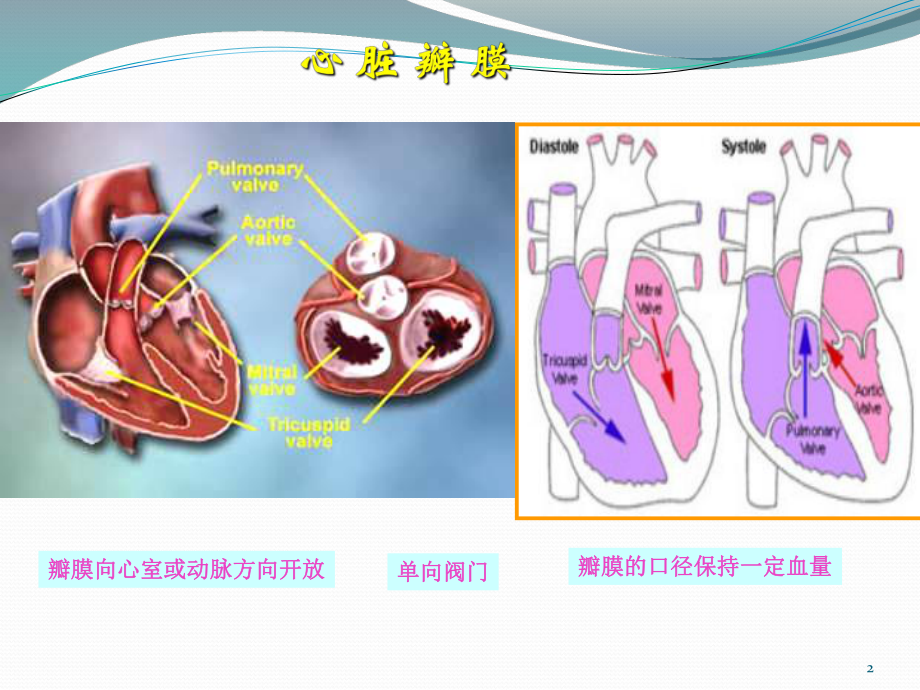 心脏瓣膜病第八版ppt课件.ppt_第2页