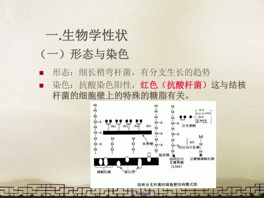 结核杆菌-ppt课件.ppt_第2页