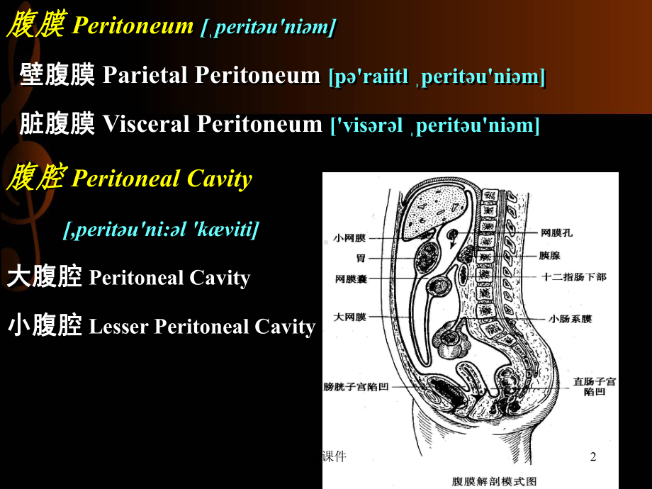 急性化脓性腹膜炎-ppt课件.ppt_第2页