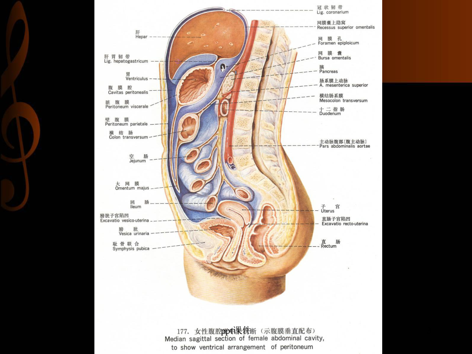 急性化脓性腹膜炎-ppt课件.ppt_第3页