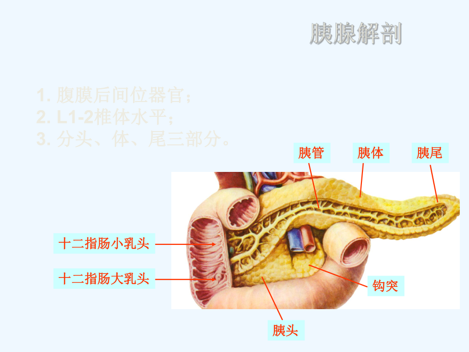 胰腺肿瘤影像学诊断课件.ppt_第2页