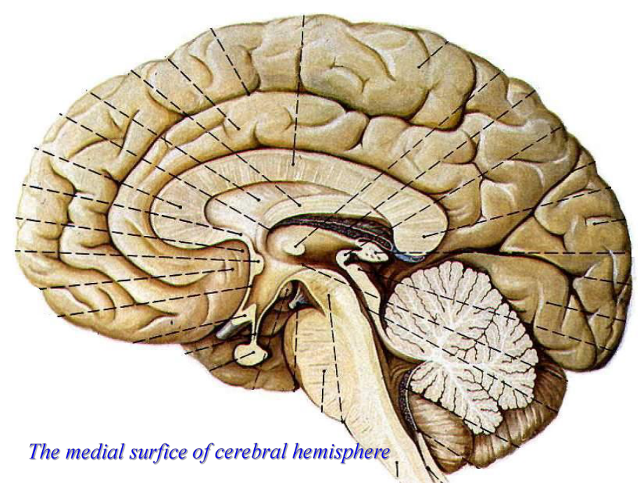 医学类-大脑半球内面观课件.ppt_第2页
