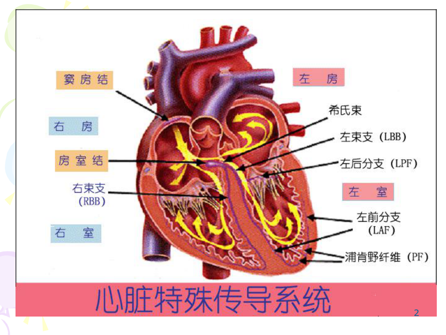 心脏传导阻滞ppt课件.ppt_第2页