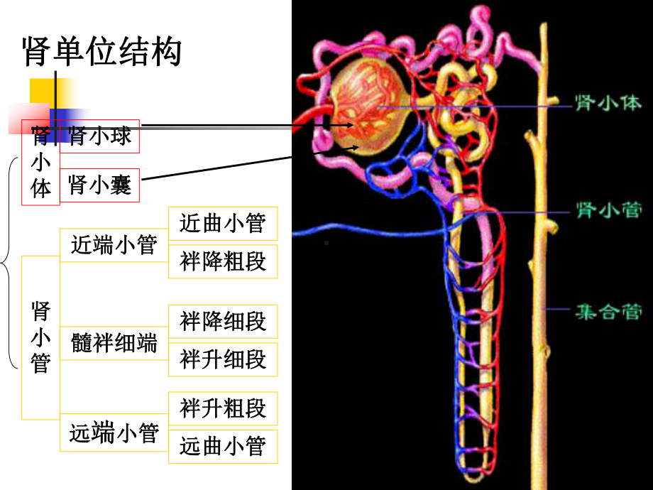 肾小管酸中毒患者PPT课件.ppt_第3页