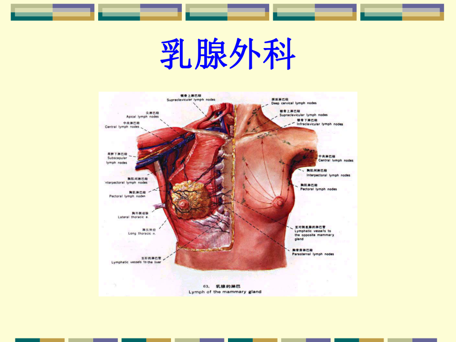 乳腺外科疾病的诊断与治疗课件.ppt_第1页