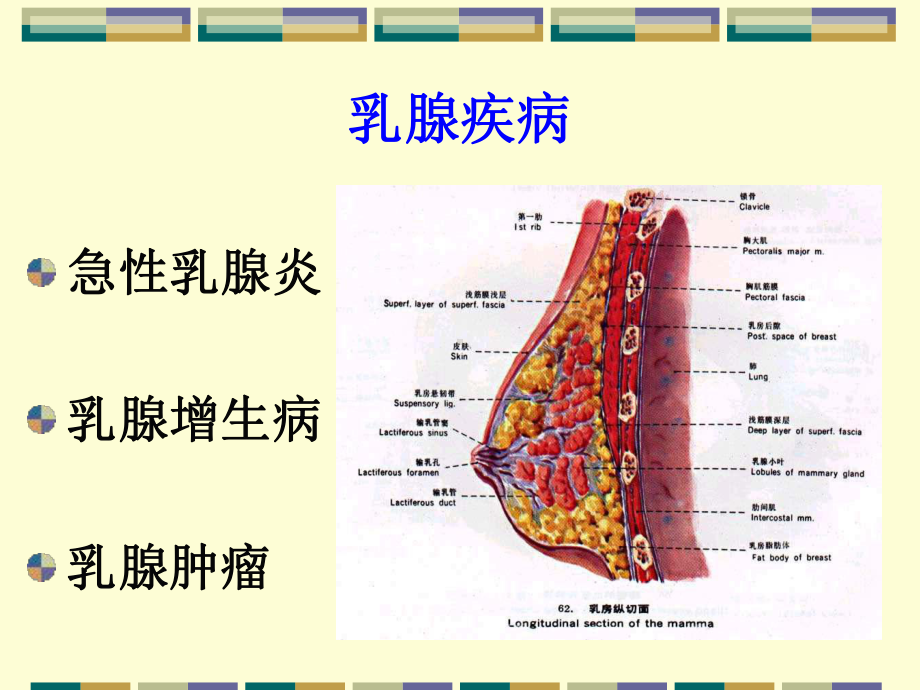 乳腺外科疾病的诊断与治疗课件.ppt_第2页