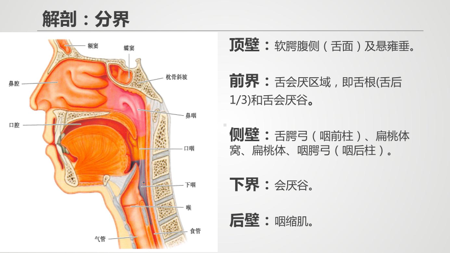 口咽癌PPT课件.ppt_第3页