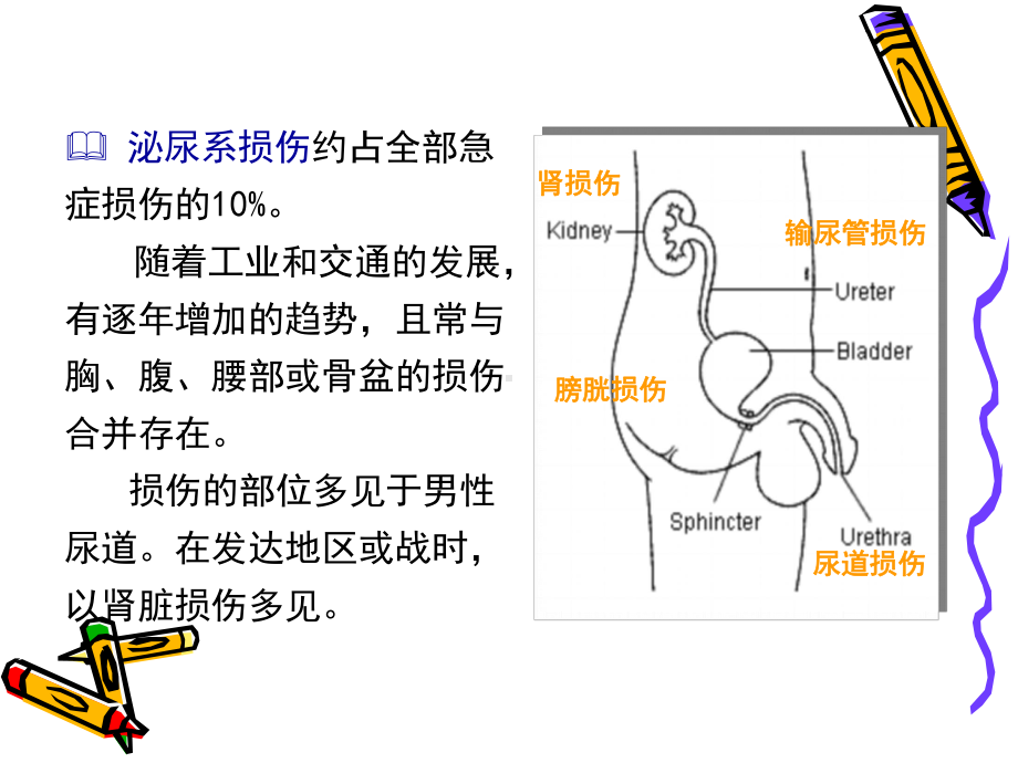 泌尿系统损伤ppt课件.ppt_第3页