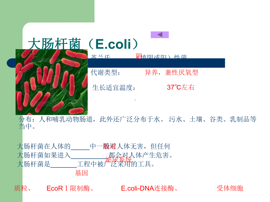 实验1大肠杆菌的培养和分离ppt课件.ppt_第3页