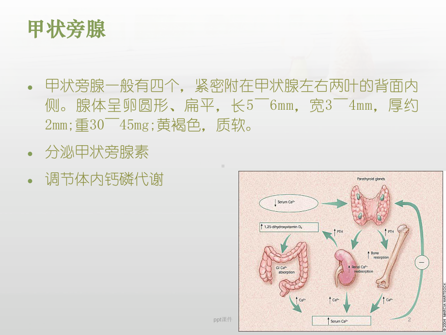 甲状旁腺功能亢进症-ppt课件.ppt_第2页