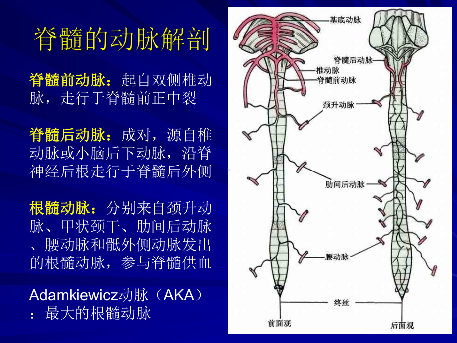 脊髓血管畸形的影像学诊断课件.ppt_第3页