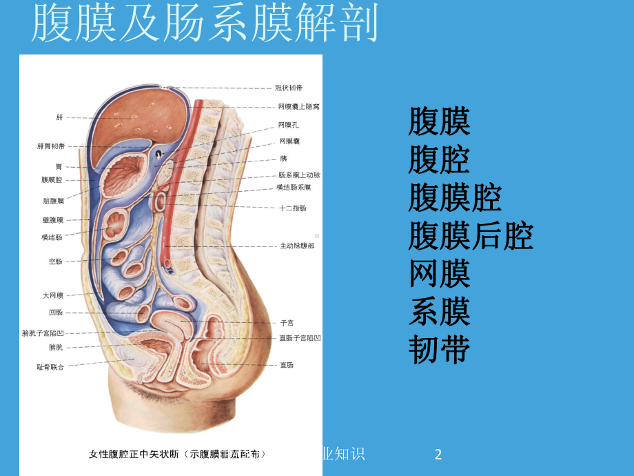 肠系膜囊肿专业知识培训课件.ppt_第2页