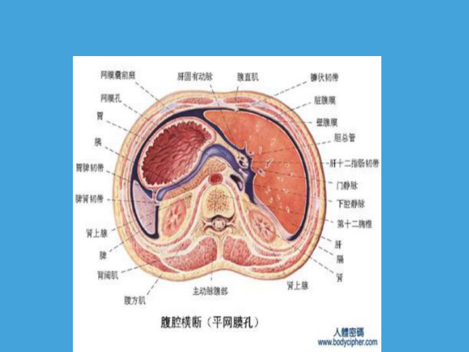 肠系膜囊肿专业知识培训课件.ppt_第3页