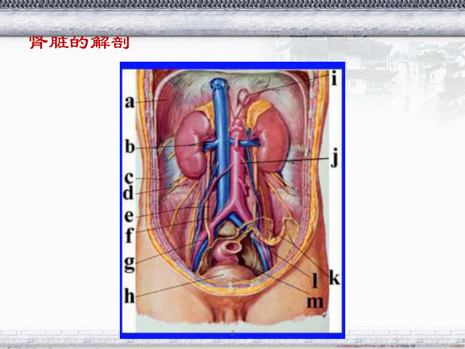 肾脏疾病教学-ppt课件.ppt_第2页