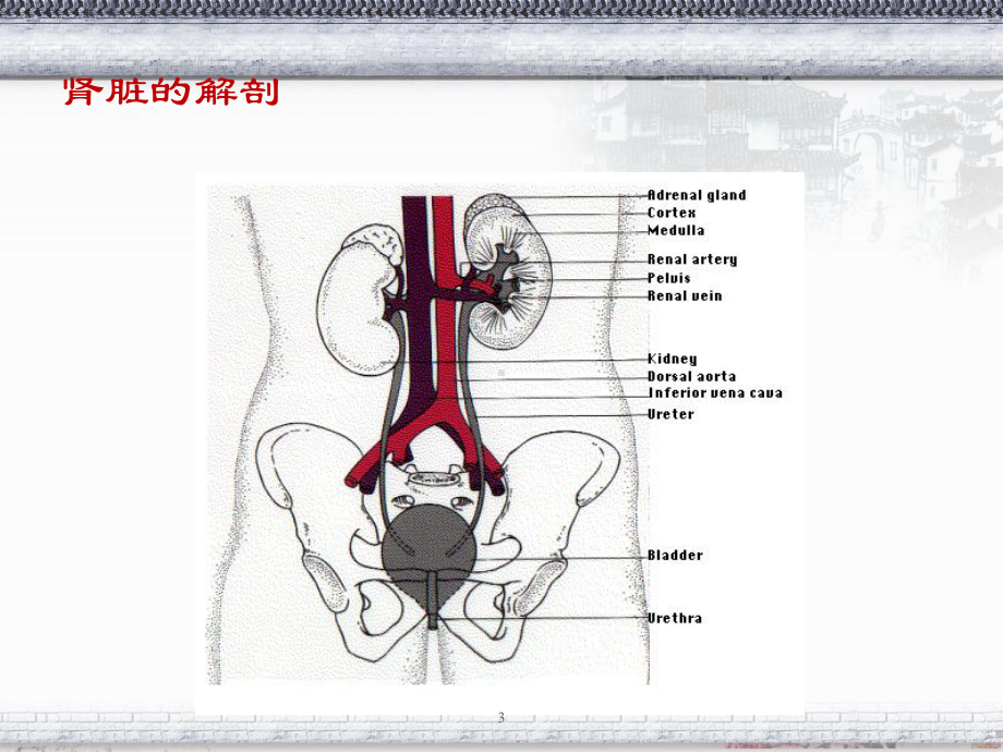 肾脏疾病教学-ppt课件.ppt_第3页