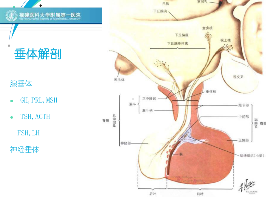 垂体柄阻断综合征的影像表现-ppt课件.ppt_第2页