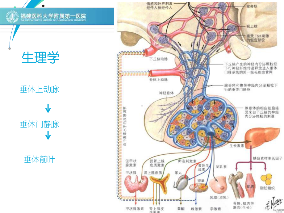 垂体柄阻断综合征的影像表现-ppt课件.ppt_第3页