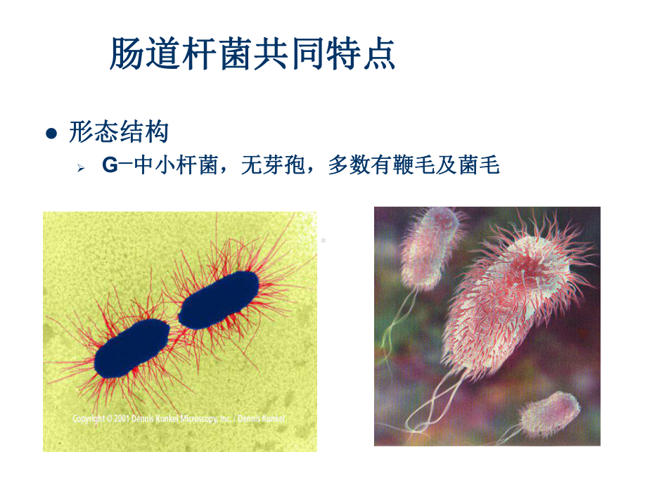 大肠埃希菌课件.ppt_第2页