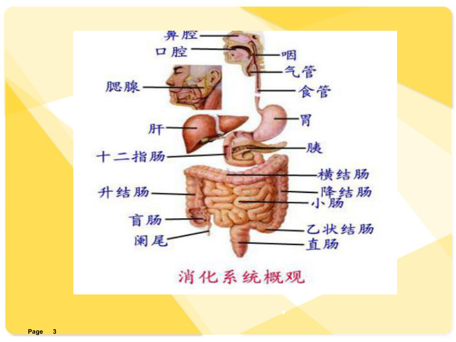 患者发现消化道出血的应急预案PPT课件1.ppt_第3页