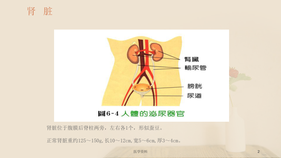 提高对肾脏疾病的认识（肾内科）-ppt课件.ppt_第2页