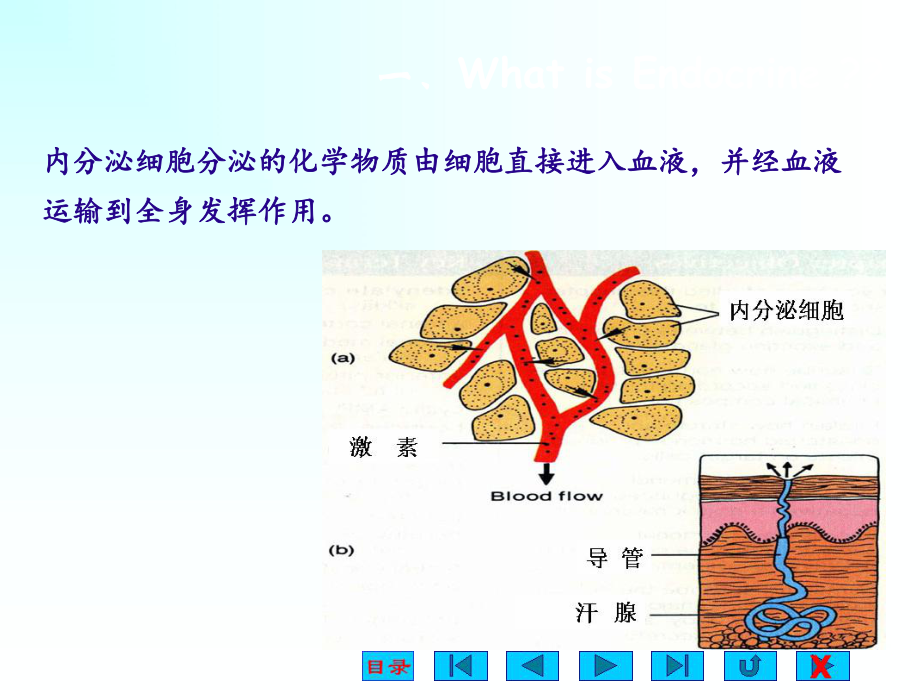 糖皮质激素的作用甲状腺激素课件.ppt_第3页