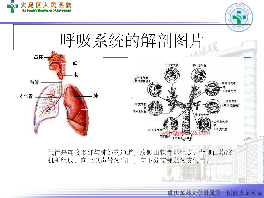 支气管扩张病人的护理65560ppt课件.ppt_第3页