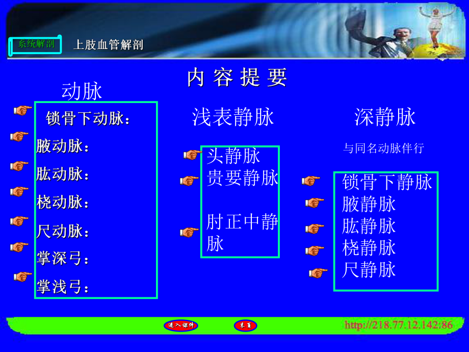 人体解剖上肢的血管课件.ppt_第2页