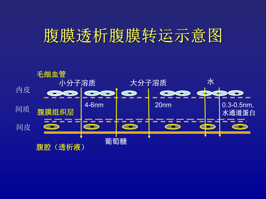 医学腹膜平衡试验专题PPT培训课件.ppt_第2页