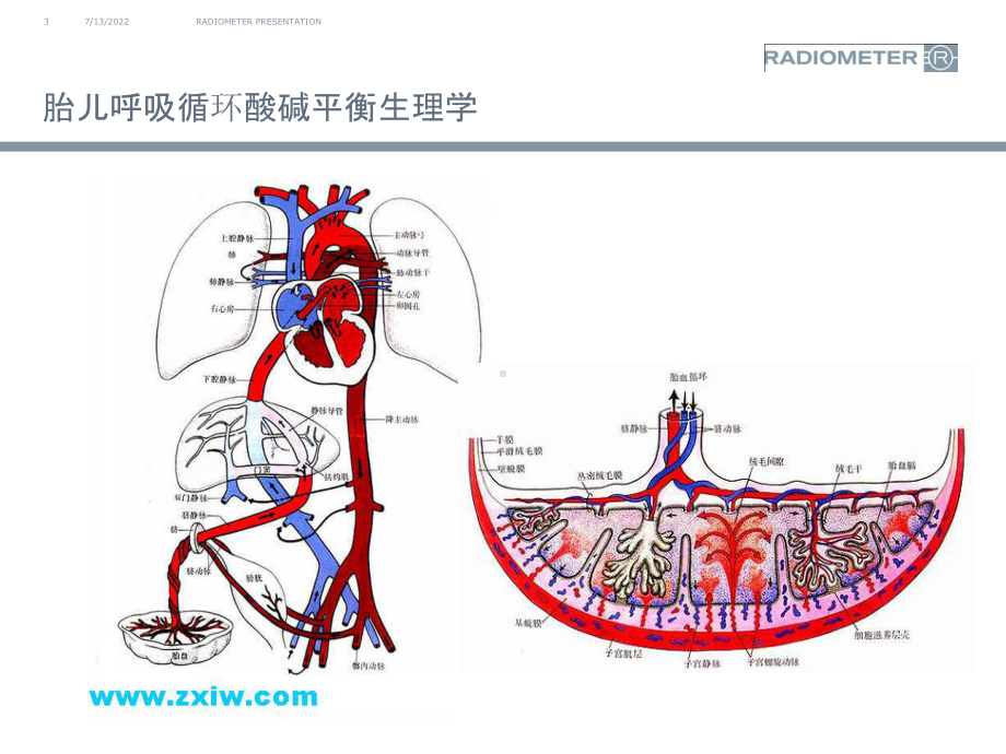 （管理资料）脐动脉血气应用汇编课件.ppt_第3页