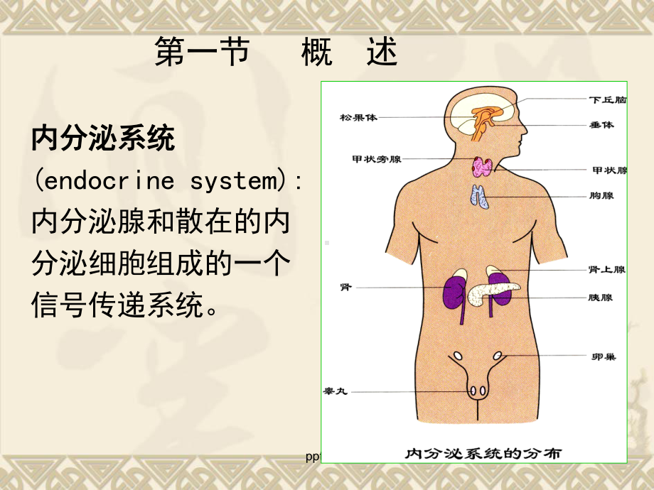 生理学第十一章-内分泌-ppt课件.ppt_第2页