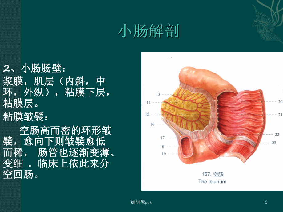 肠炎性疾病PPT课件.ppt_第3页