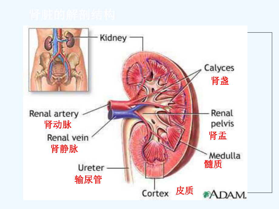 肾内科常见症状课件.ppt_第1页