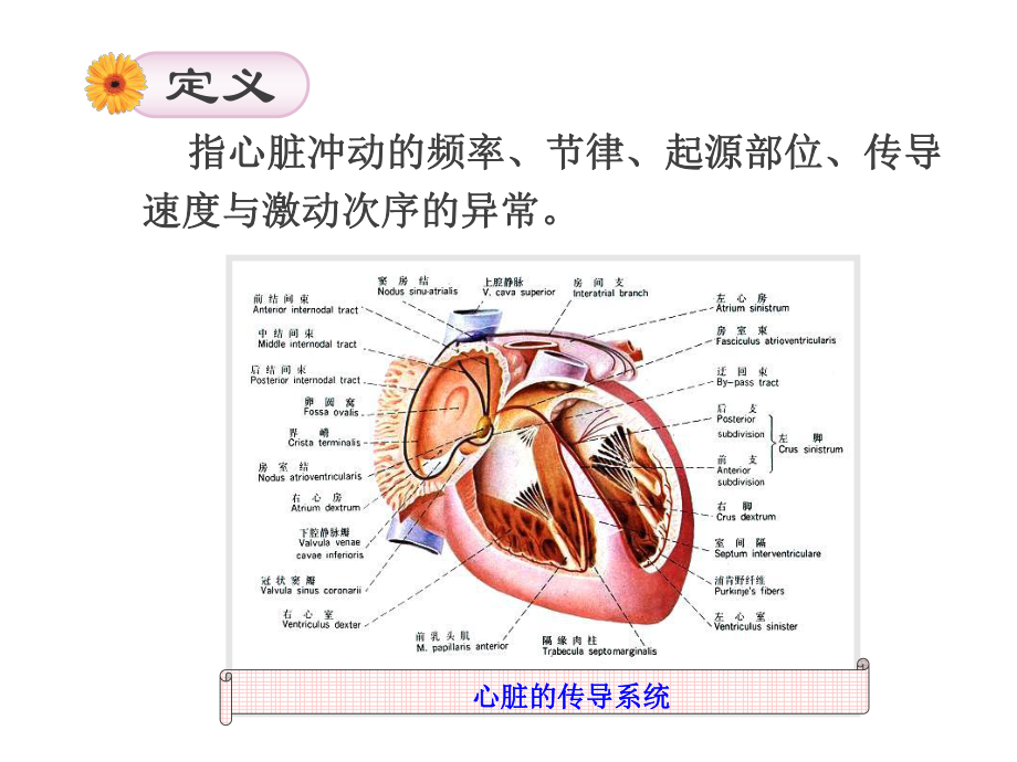 循环系统疾病病人的护理-心律失常-ppt课件.ppt_第2页