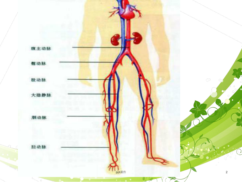 周围血管疾病-ppt课件.ppt_第2页