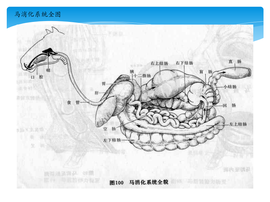 动物消化系统介绍课件.pptx_第3页