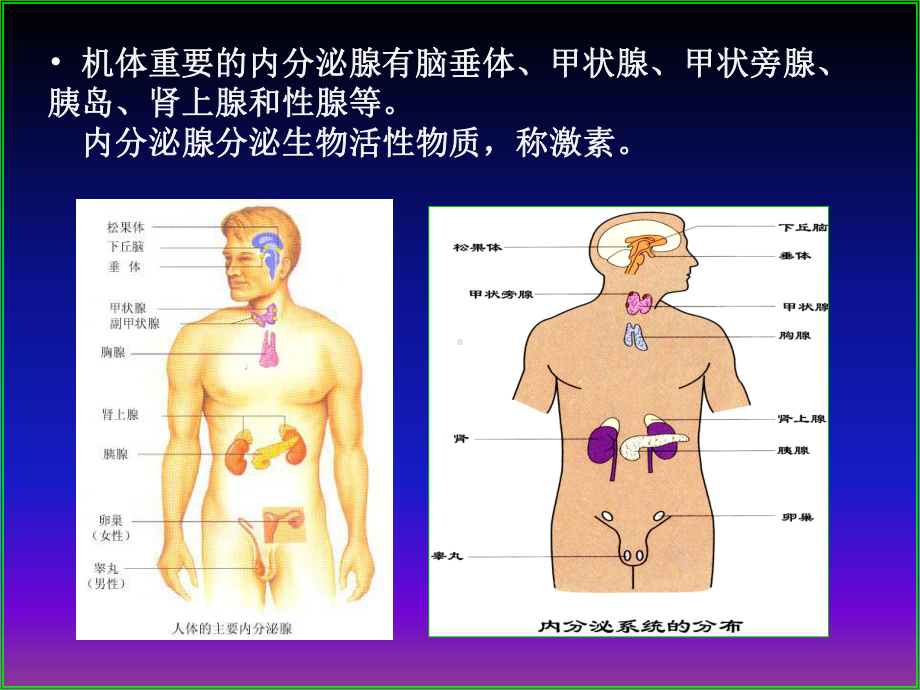 运动生理学内分泌PPT课件.ppt_第3页