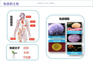 免疫系统和免疫功能课件.ppt