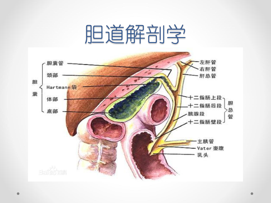 胆囊炎和胆石症-PPT精品课件.pptx_第2页