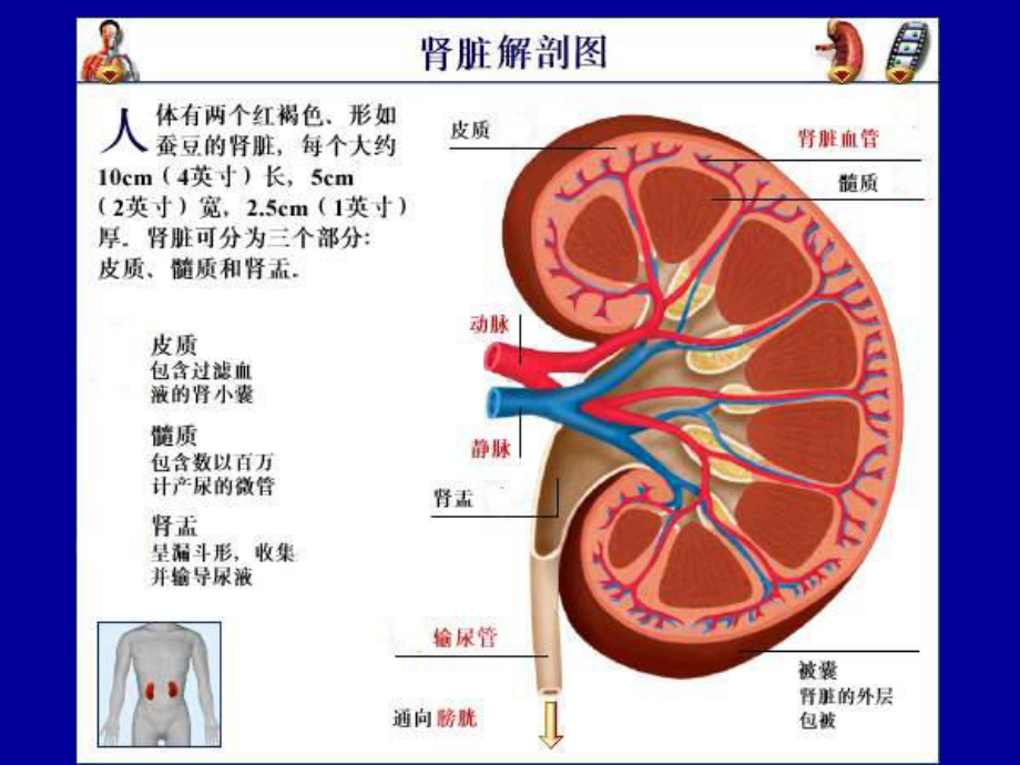 关于肾浓的体会-PPT课件.ppt_第2页