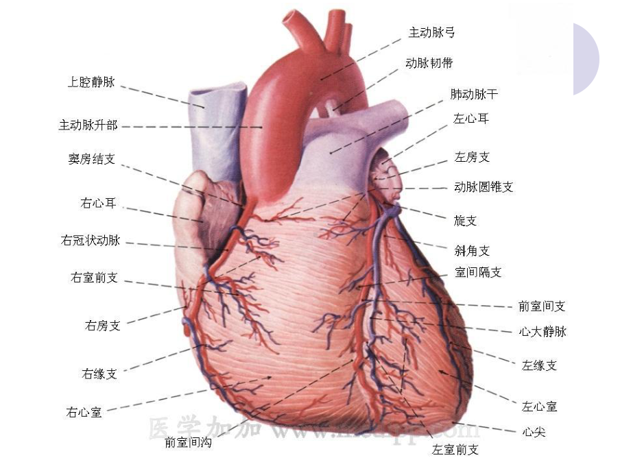 心脏病早期防治课件.ppt_第2页