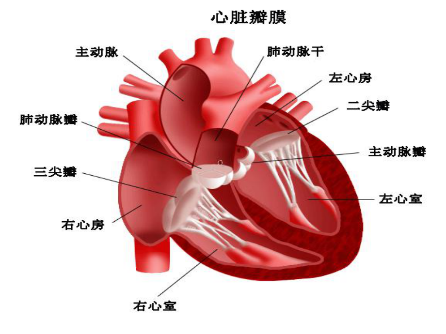 心脏病早期防治课件.ppt_第3页