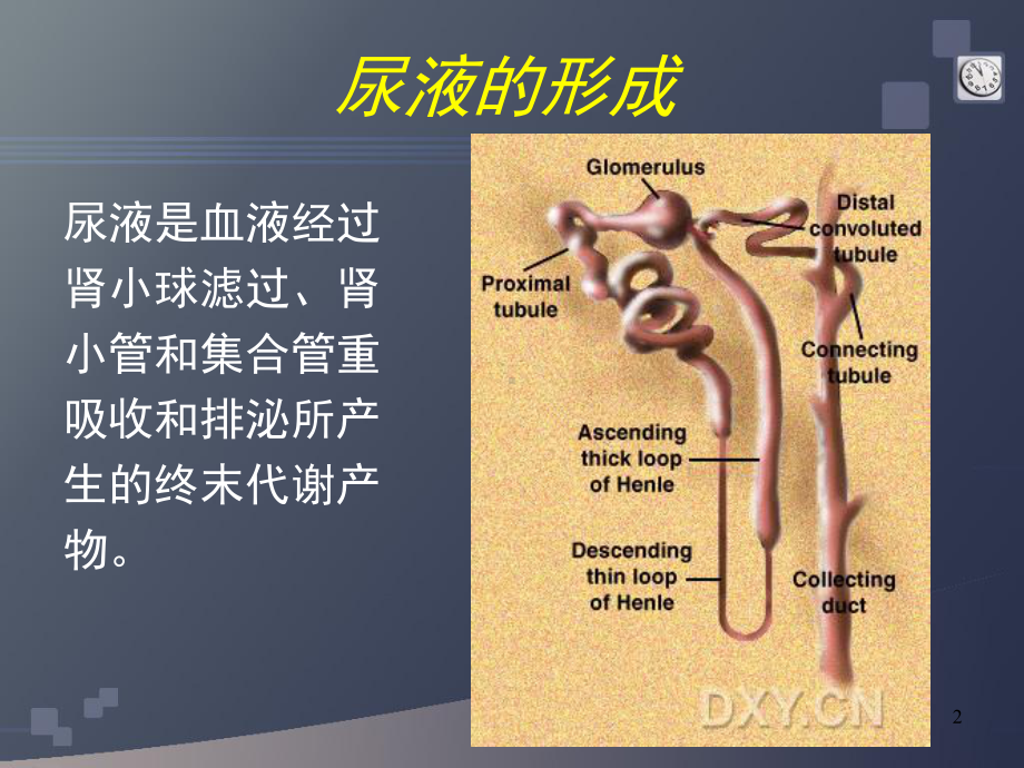 蛋白尿的鉴别诊断PPT课件.ppt_第2页