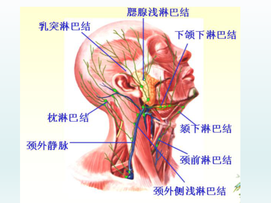 颈部淋巴结增大的CT鉴别诊断1课件.ppt_第2页