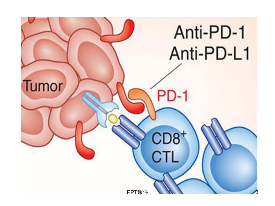 PD1PDL1肿瘤免疫疫苗-ppt课件.ppt_第3页