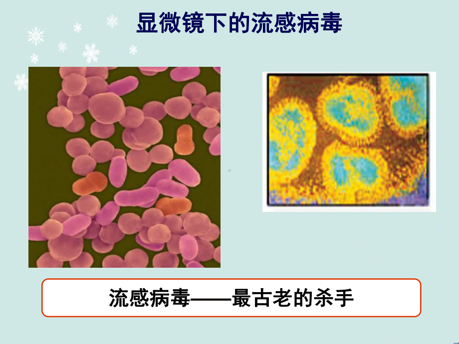 流感病毒和抗病毒治疗-ppt课件.ppt_第3页