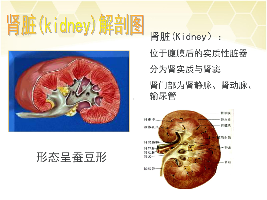 肾脏的超声检查-ppt课件.ppt_第2页