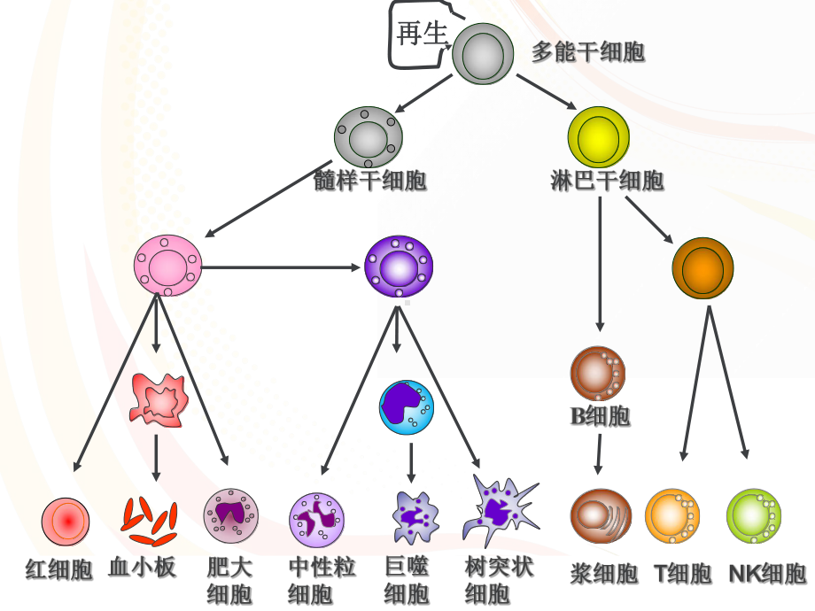 《免疫学》免疫系统-ppt课件.ppt_第3页