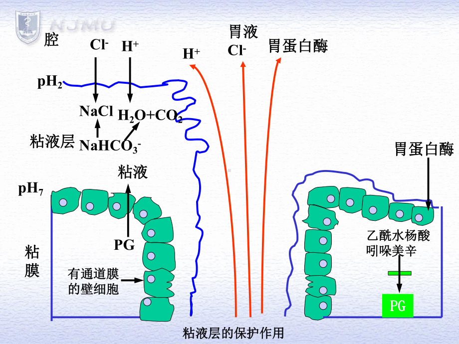 抗消化性溃疡药消化道溃疡的发病机制平衡学说药物治课件.ppt_第3页