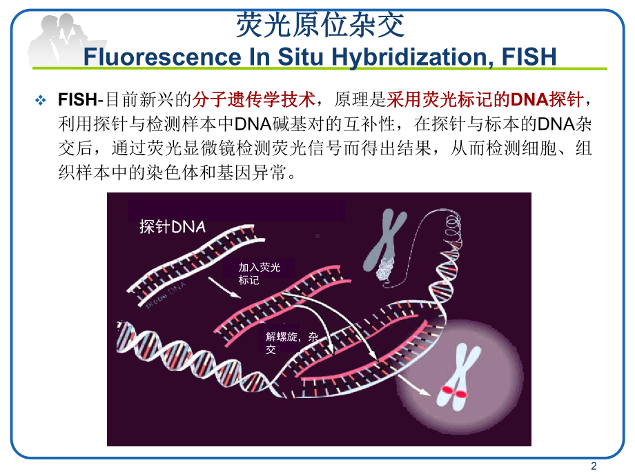 FISH技术在血液肿瘤中的应用ppt演示课件.pptx_第2页