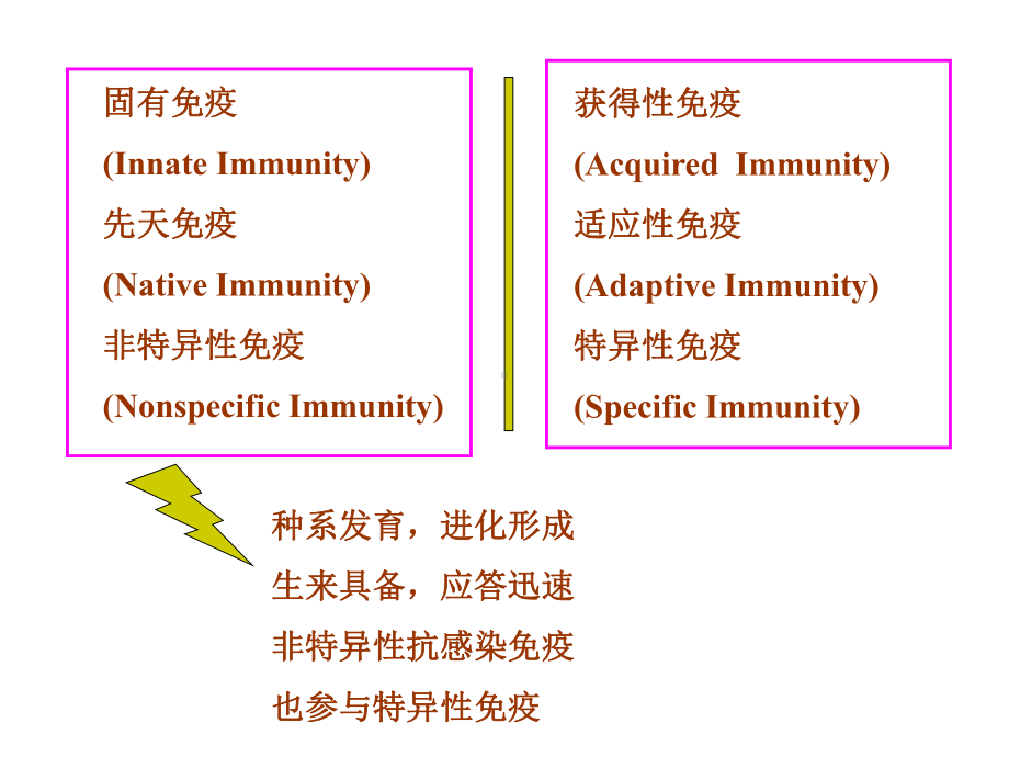 固有免疫细胞课件.ppt_第2页